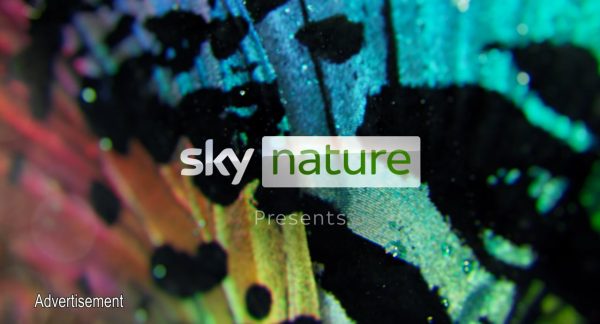 Sky Nature sponsorship frame from the Persil partnership